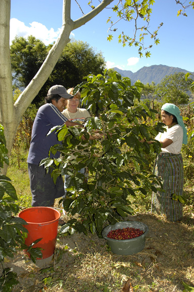 Katie Emiliano Sonia coffee picking