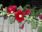 RedFlowers